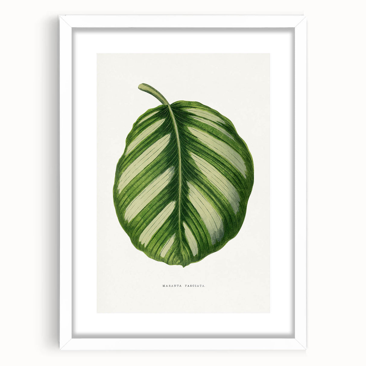 Romanticism Art - Green Maranta Fasciata Leaf Illustration
