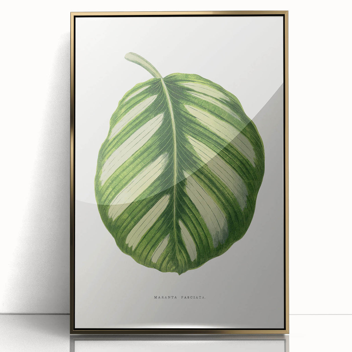 Romanticism Art - Green Maranta Fasciata Leaf Illustration