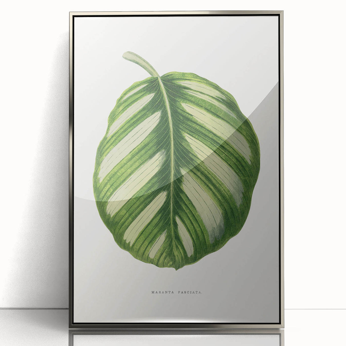 Romanticism Art - Green Maranta Fasciata Leaf Illustration