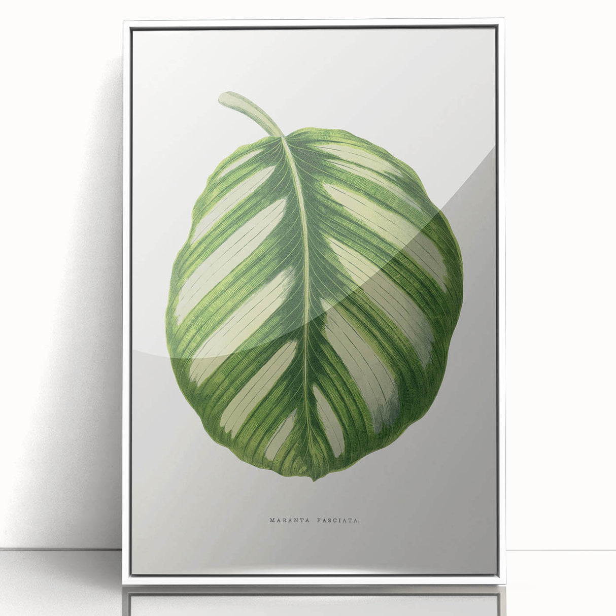 Romanticism Art - Green Maranta Fasciata Leaf Illustration