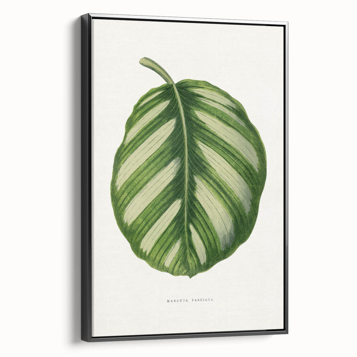 Romanticism Art - Green Maranta Fasciata Leaf Illustration