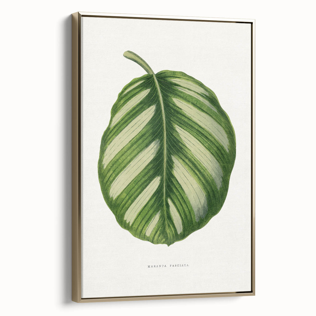 Romanticism Art - Green Maranta Fasciata Leaf Illustration