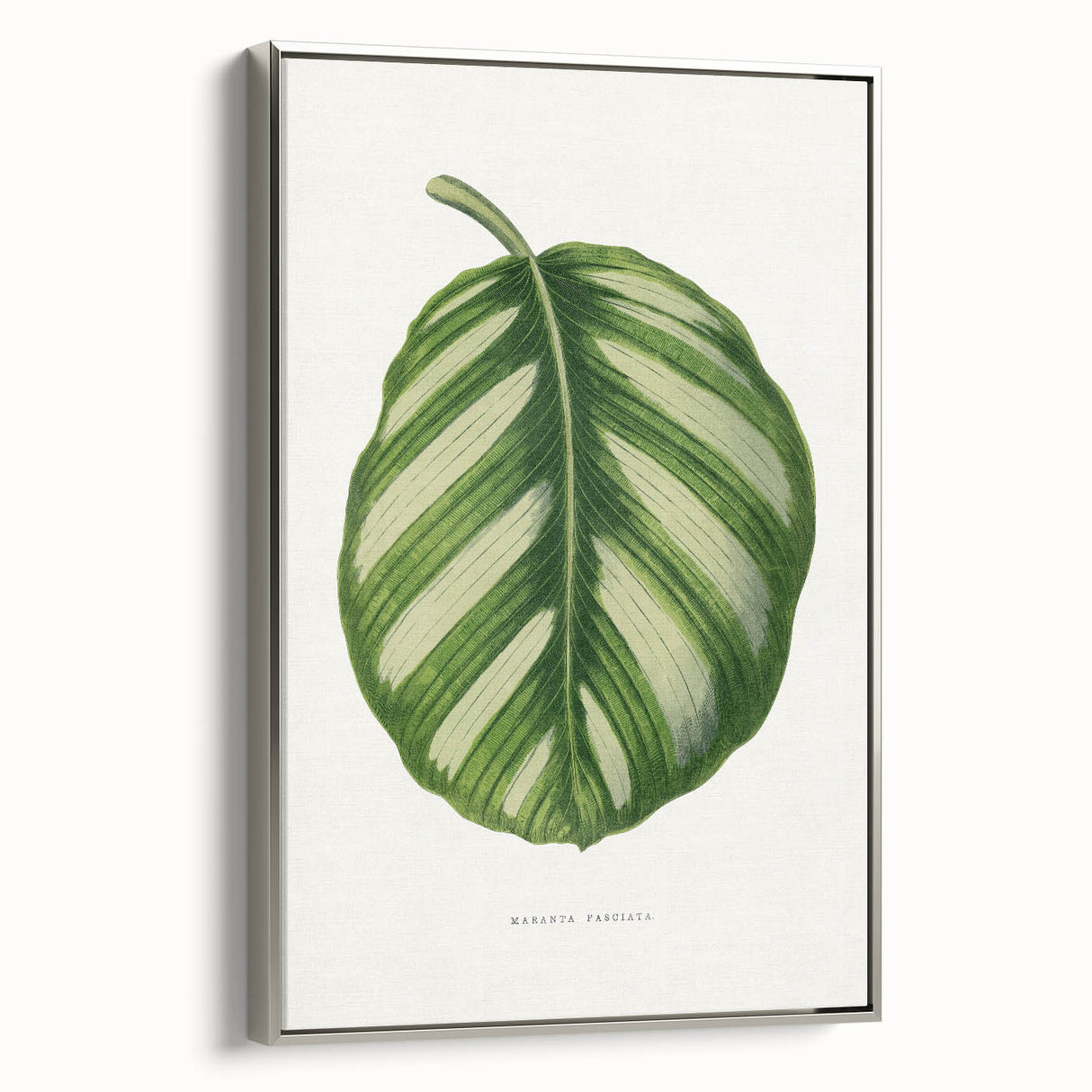 Romanticism Art - Green Maranta Fasciata Leaf Illustration