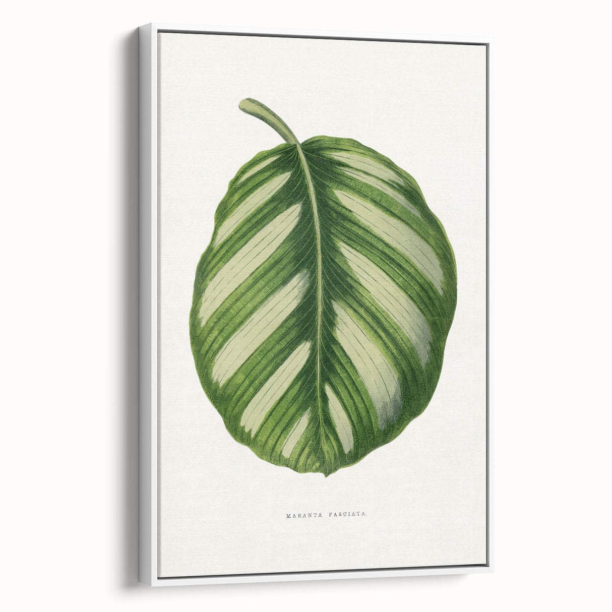 Romanticism Art - Green Maranta Fasciata Leaf Illustration