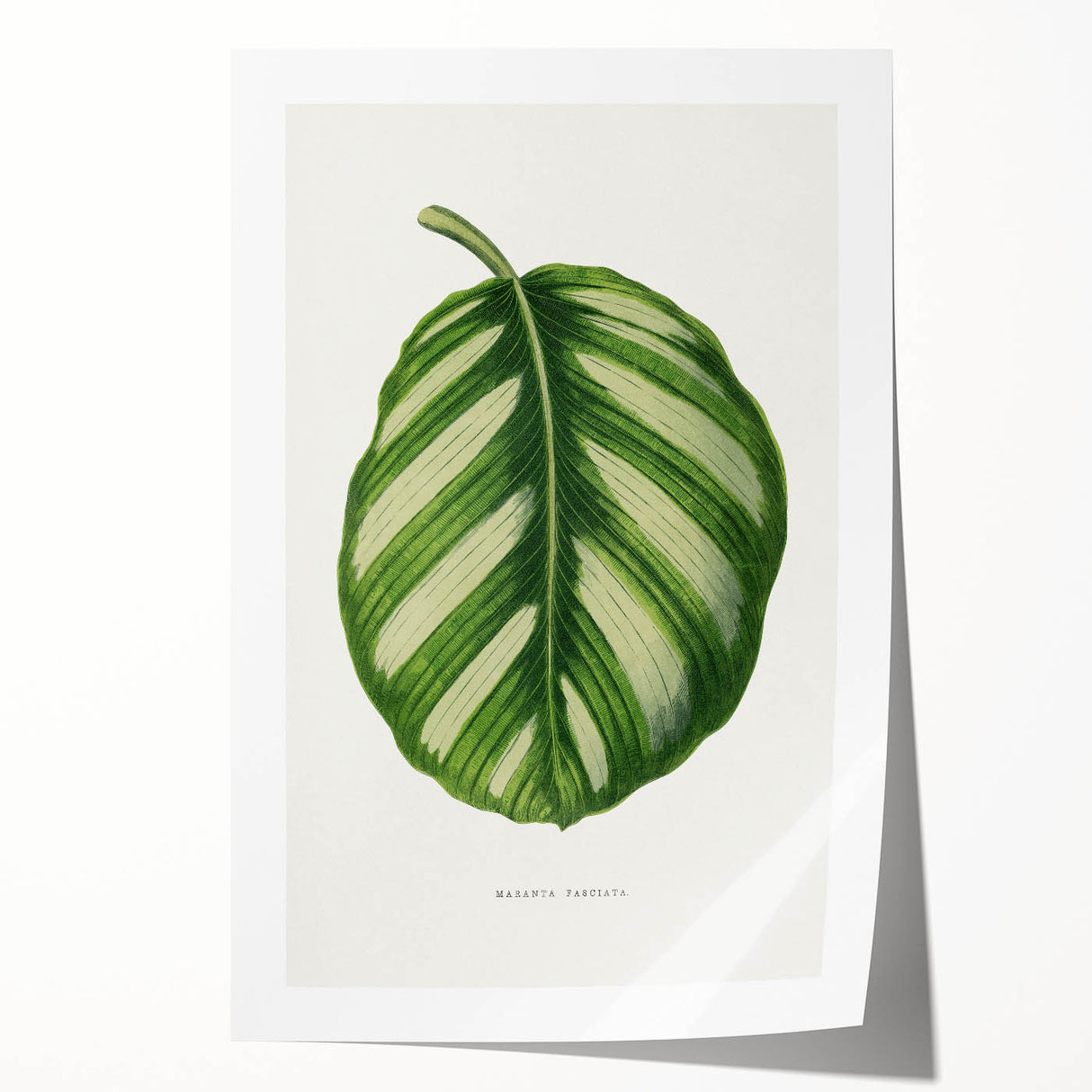 Romanticism Art - Green Maranta Fasciata Leaf Illustration