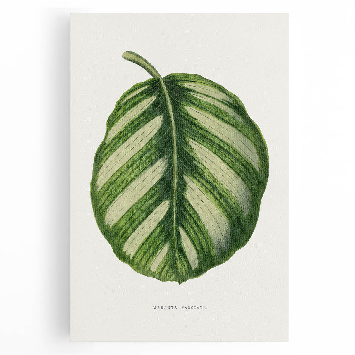 Romanticism Art - Green Maranta Fasciata Leaf Illustration