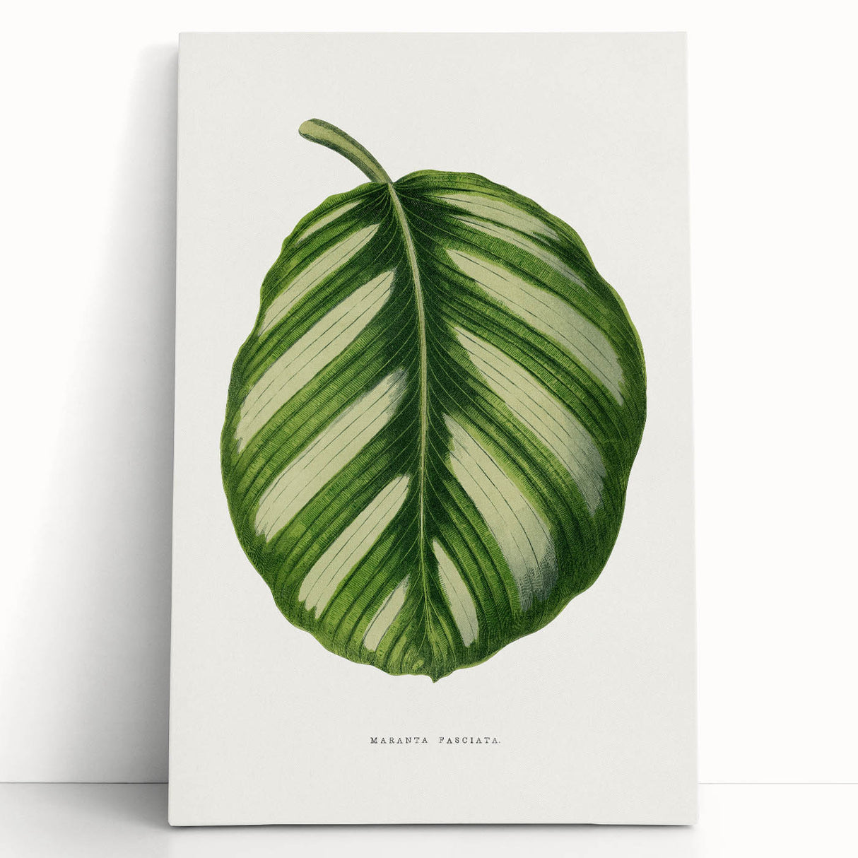 Romanticism Art - Green Maranta Fasciata Leaf Illustration