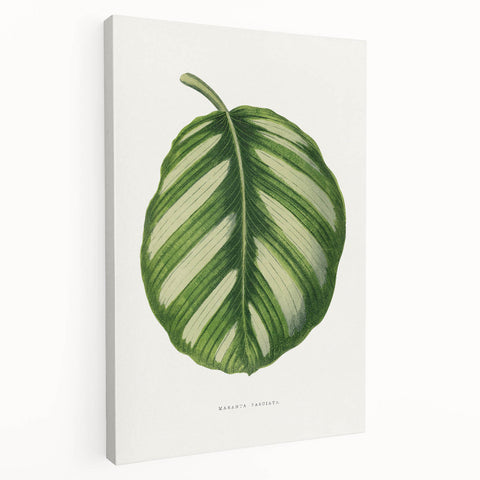 Romanticism Art - Green Maranta Fasciata Leaf Illustration