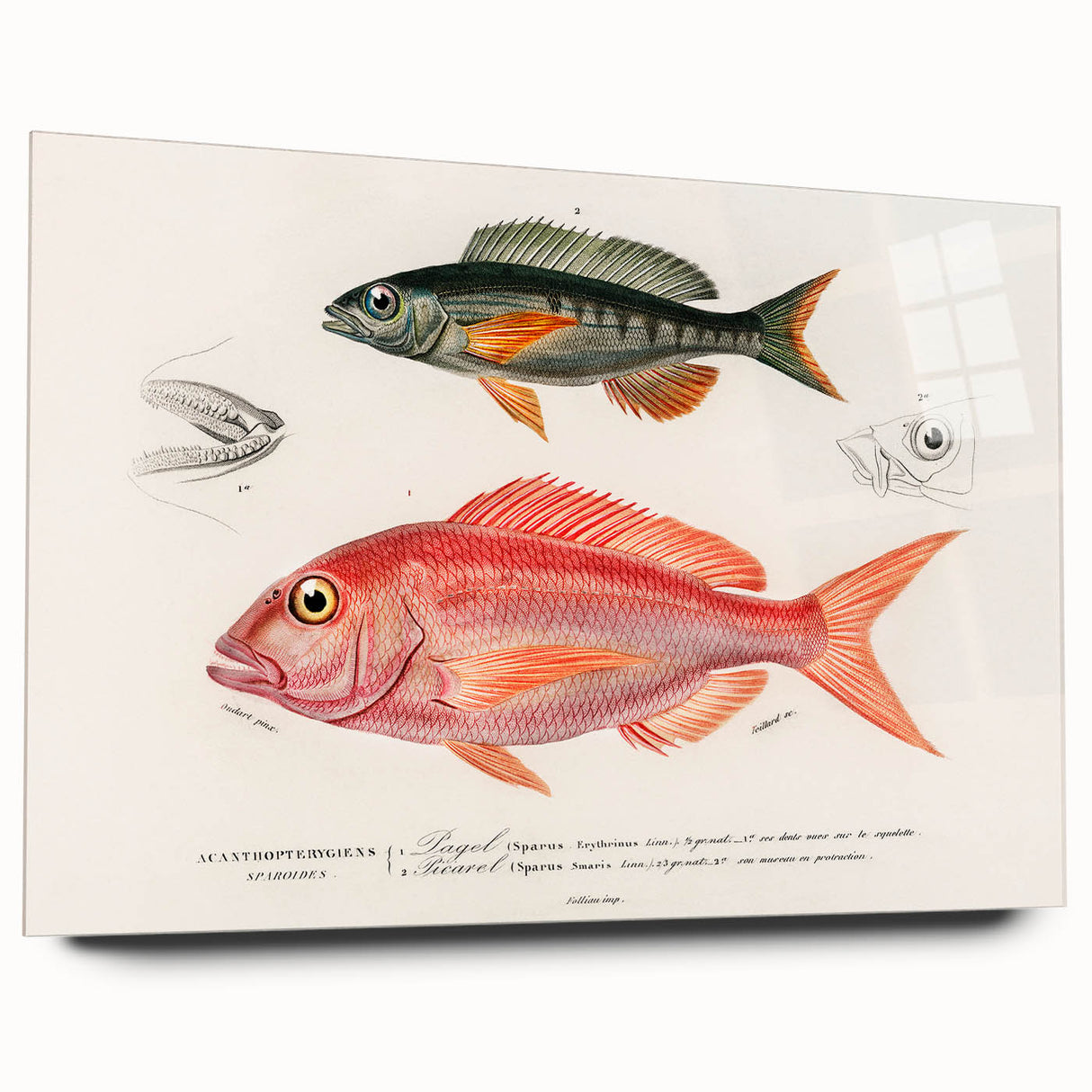 Romanticism Art - Illustrated Fishes by Charles Dessalines d'Orbigny