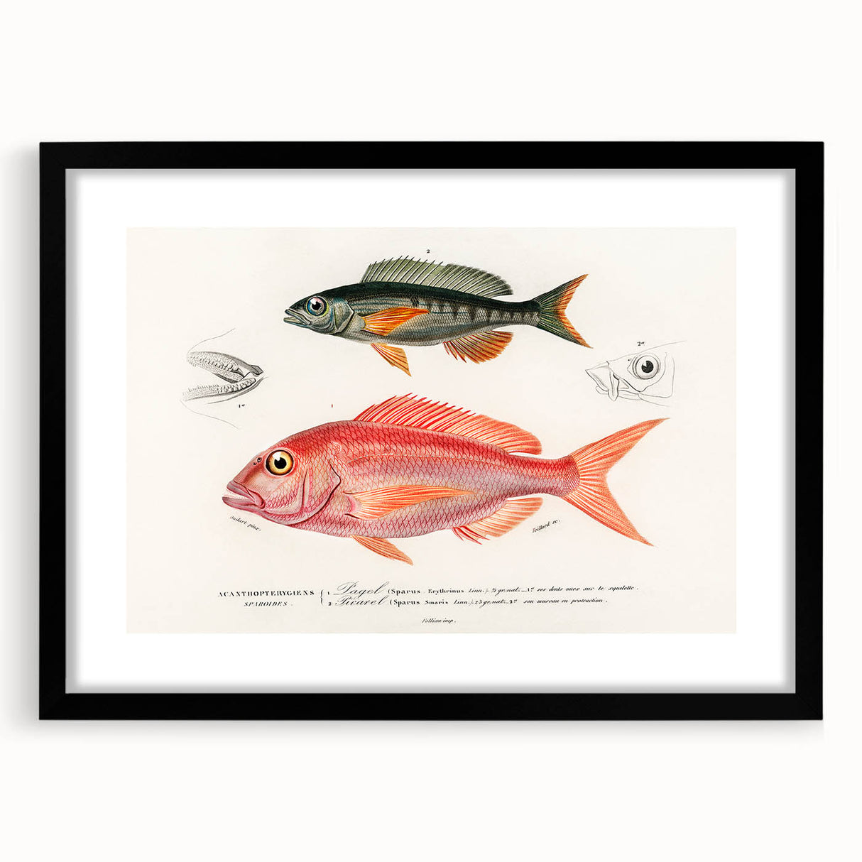 Romanticism Art - Illustrated Fishes by Charles Dessalines d'Orbigny