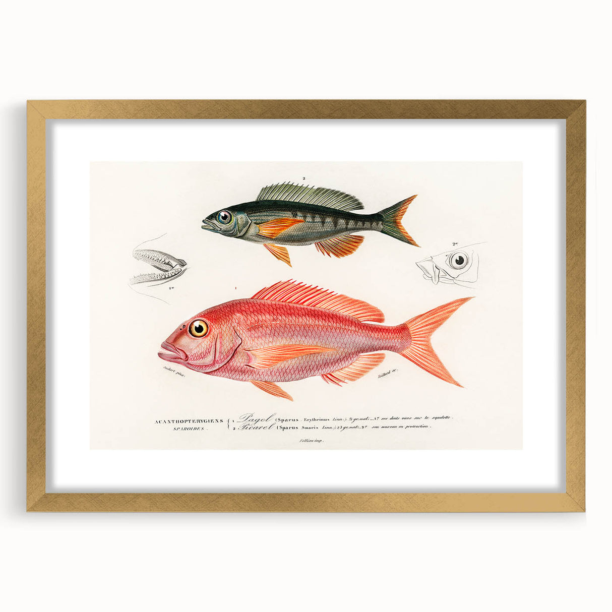 Romanticism Art - Illustrated Fishes by Charles Dessalines d'Orbigny