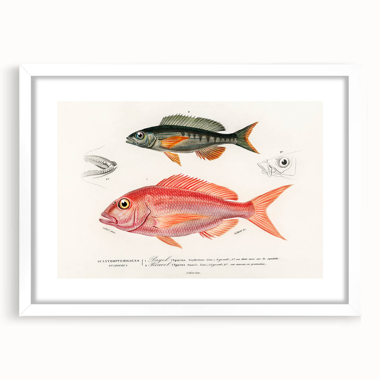 Romanticism Art - Illustrated Fishes by Charles Dessalines d'Orbigny