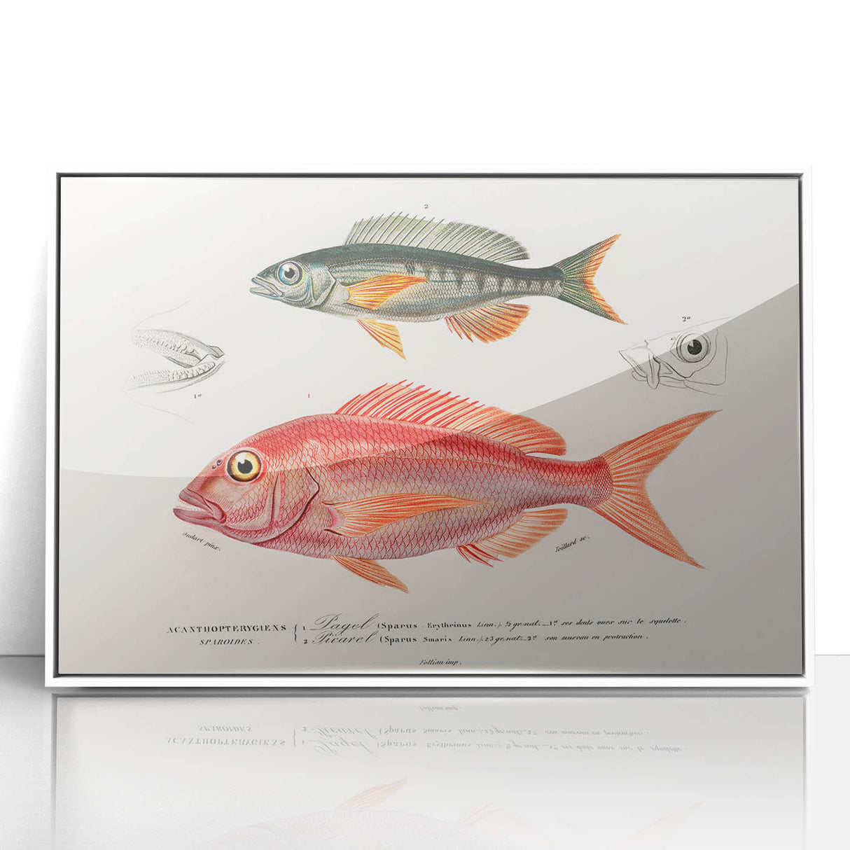 Romanticism Art - Illustrated Fishes by Charles Dessalines d'Orbigny