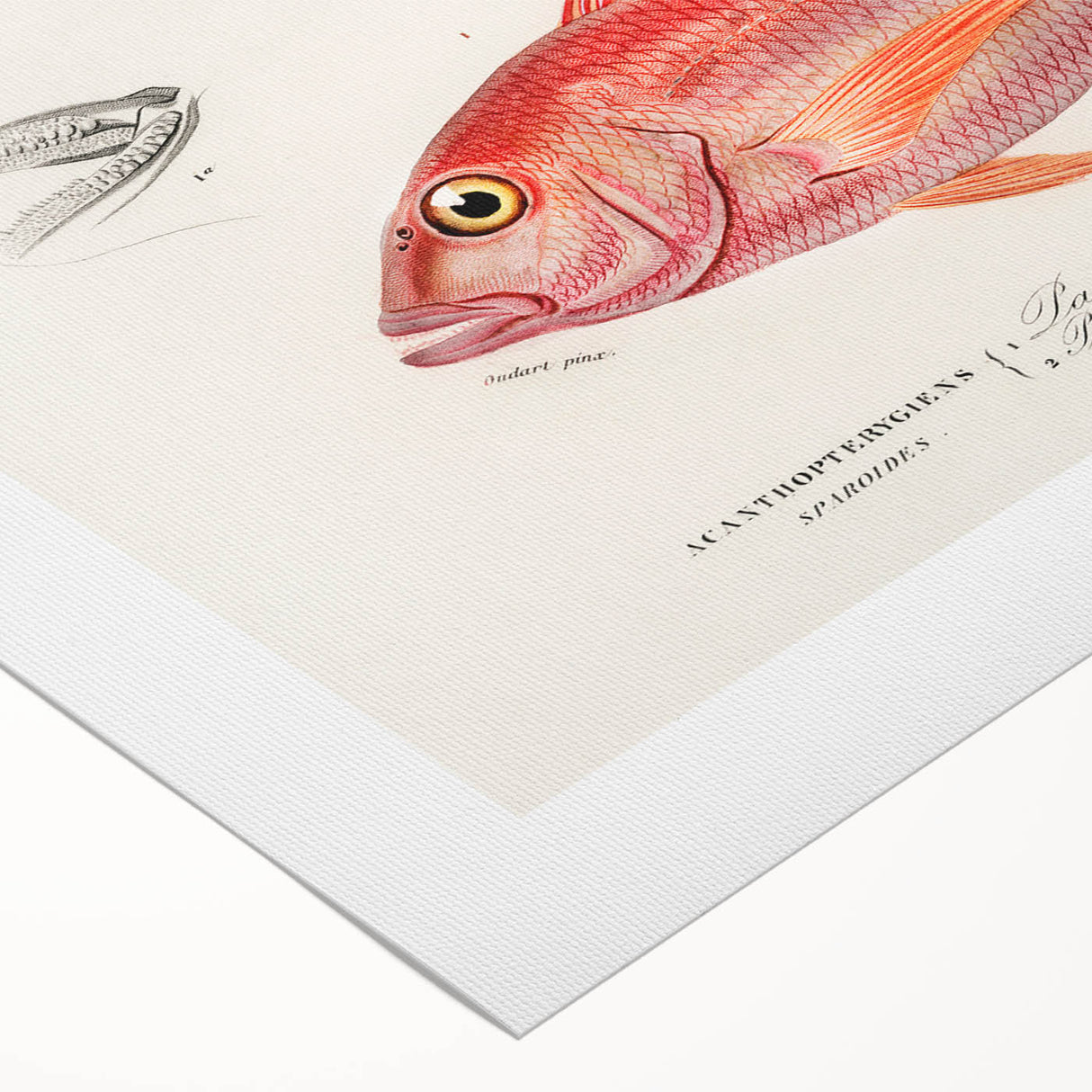 Romanticism Art - Illustrated Fishes by Charles Dessalines d'Orbigny