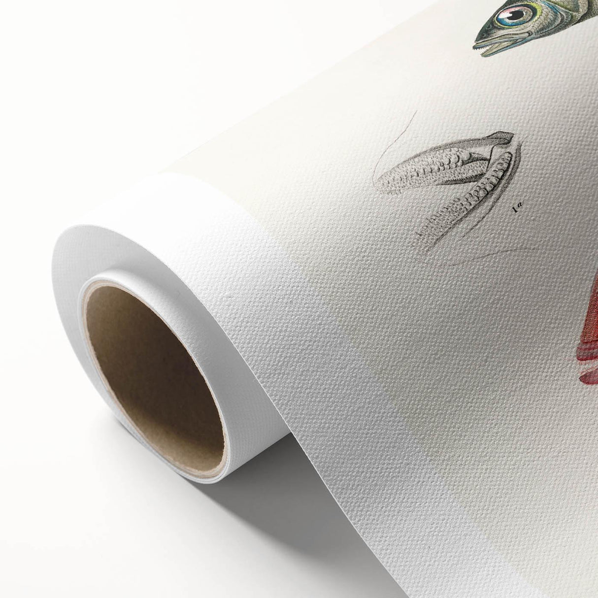 Romanticism Art - Illustrated Fishes by Charles Dessalines d'Orbigny