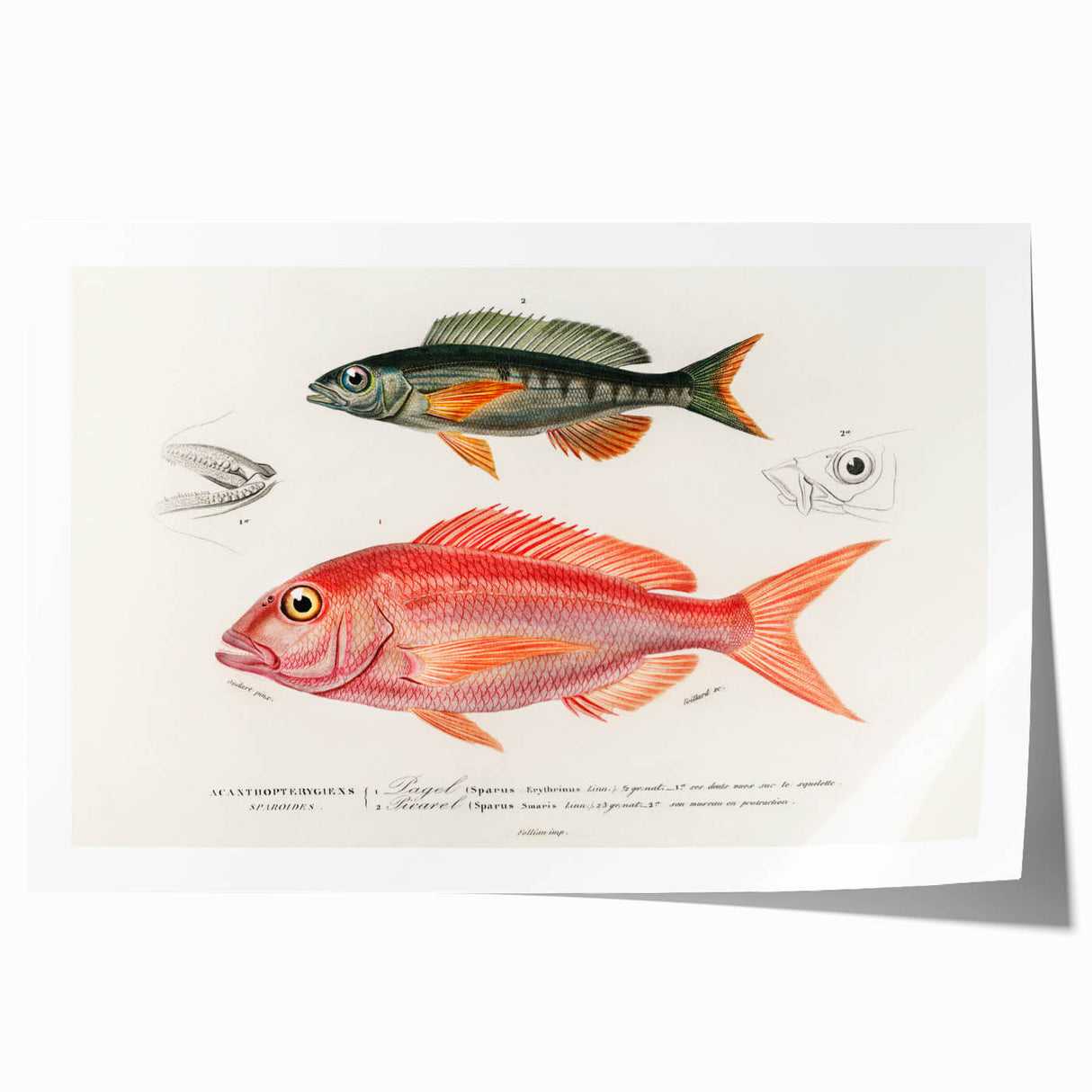 Romanticism Art - Illustrated Fishes by Charles Dessalines d'Orbigny