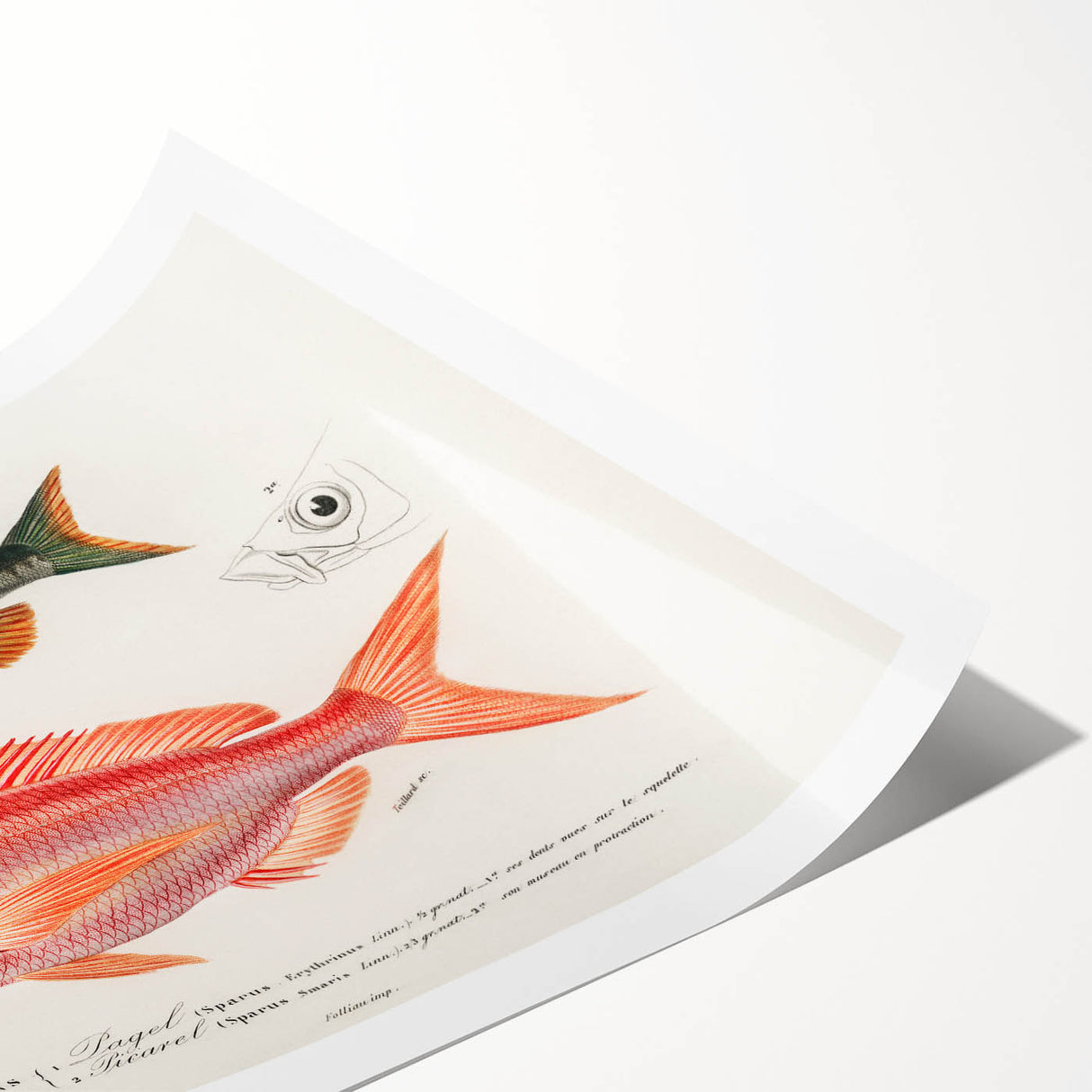 Romanticism Art - Illustrated Fishes by Charles Dessalines d'Orbigny