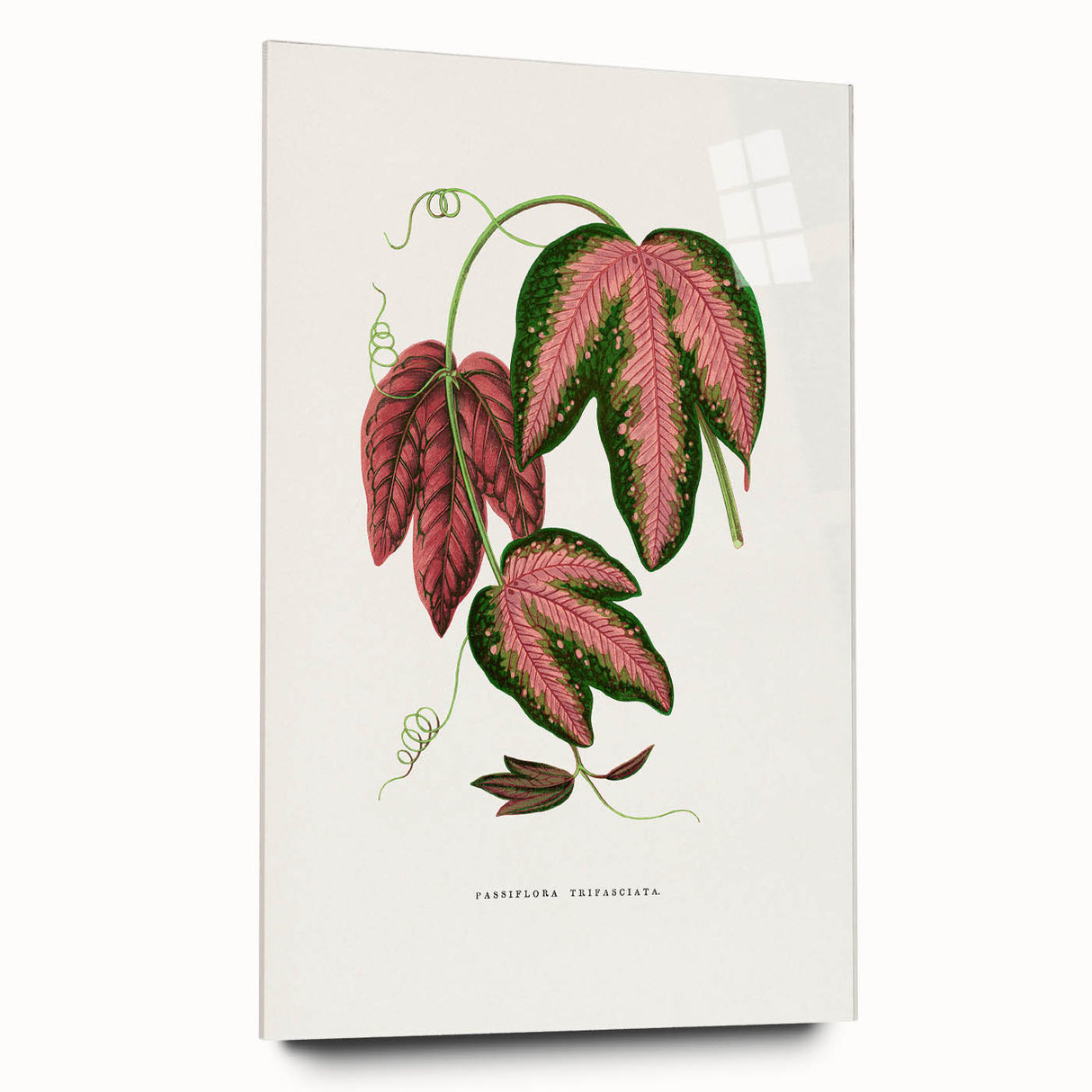 Romanticism Art - Passiflora Trifasciata Leaf Illustration