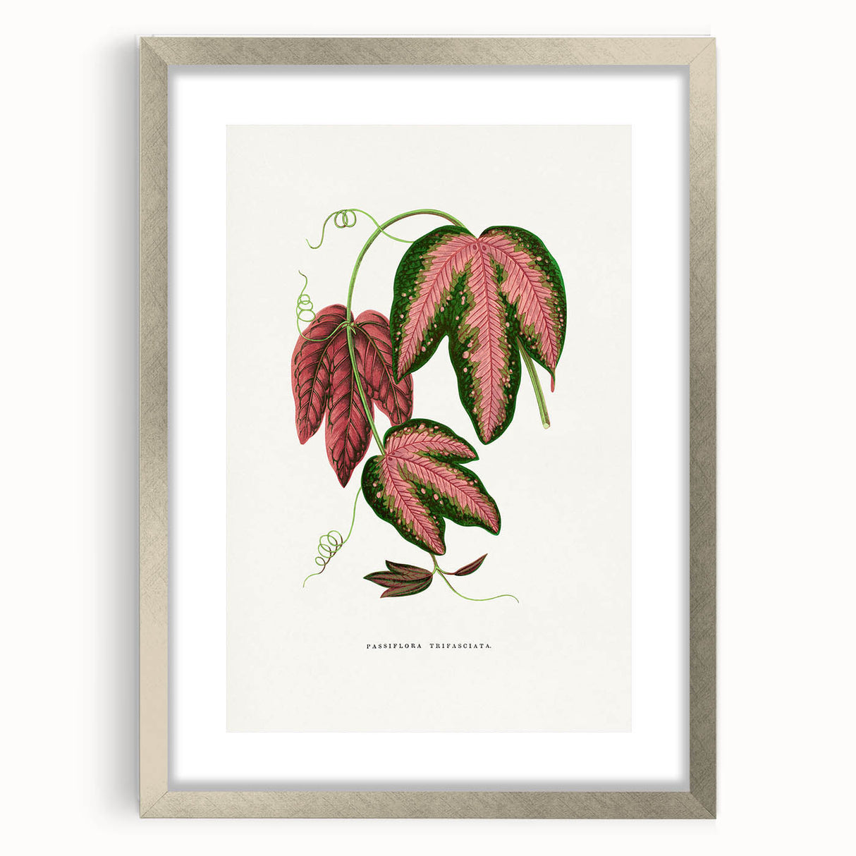 Romanticism Art - Passiflora Trifasciata Leaf Illustration