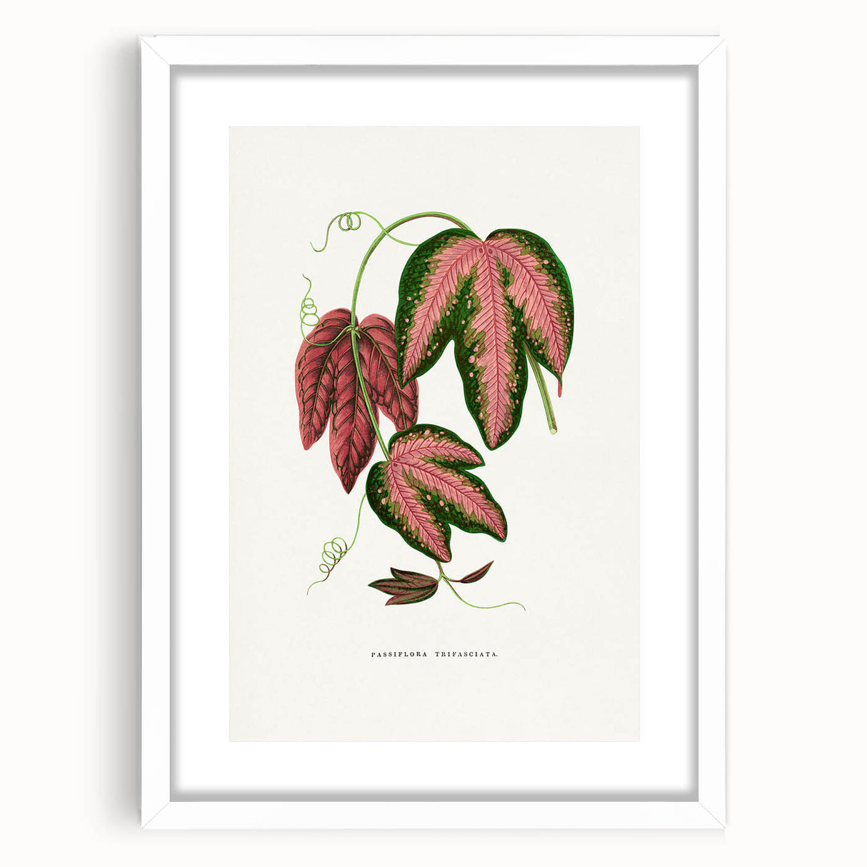 Romanticism Art - Passiflora Trifasciata Leaf Illustration