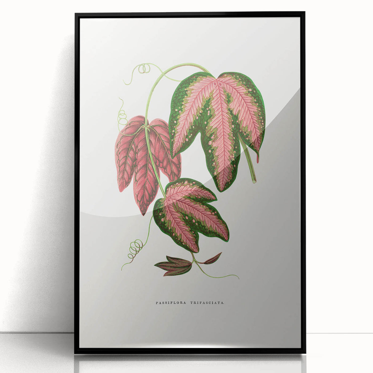 Romanticism Art - Passiflora Trifasciata Leaf Illustration