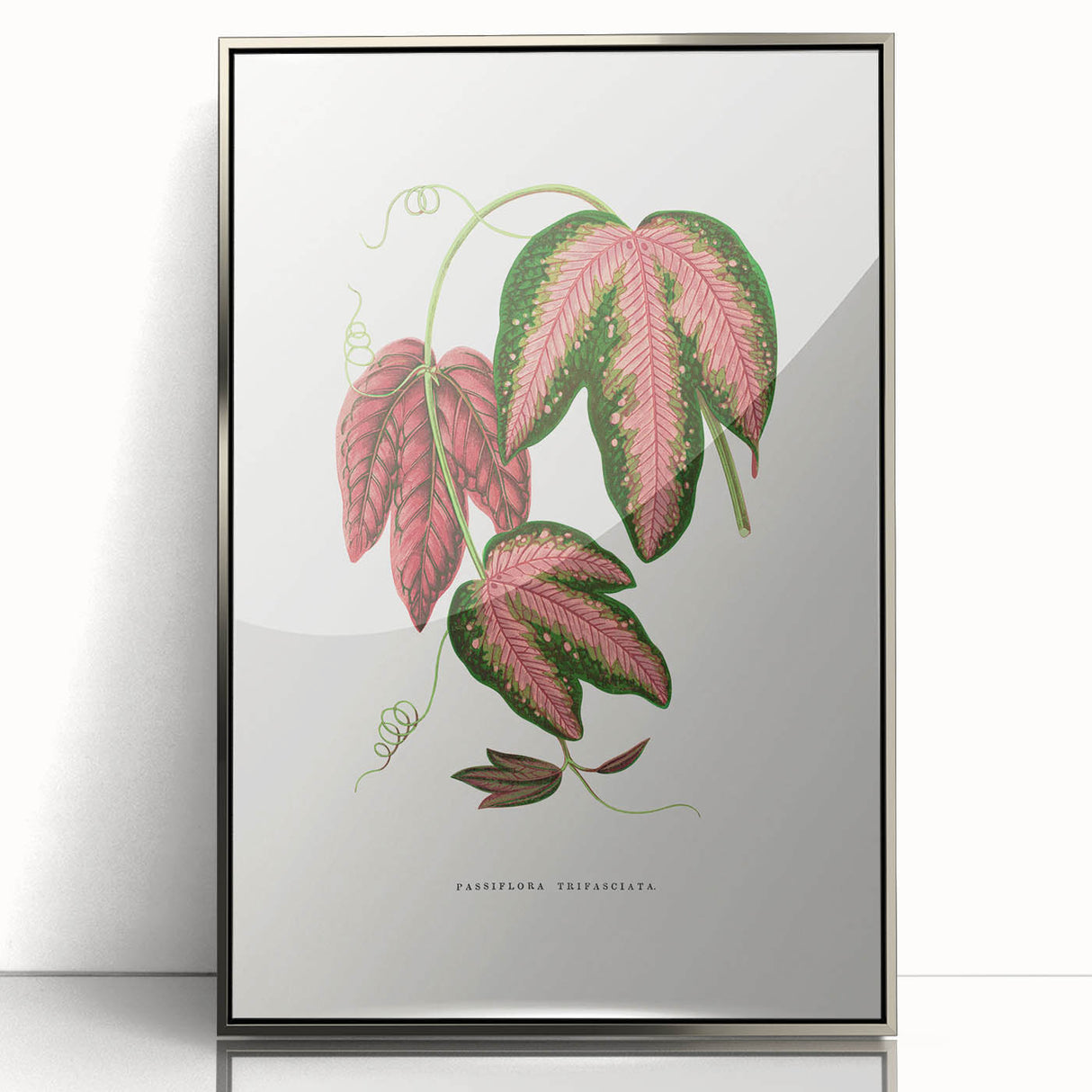 Romanticism Art - Passiflora Trifasciata Leaf Illustration