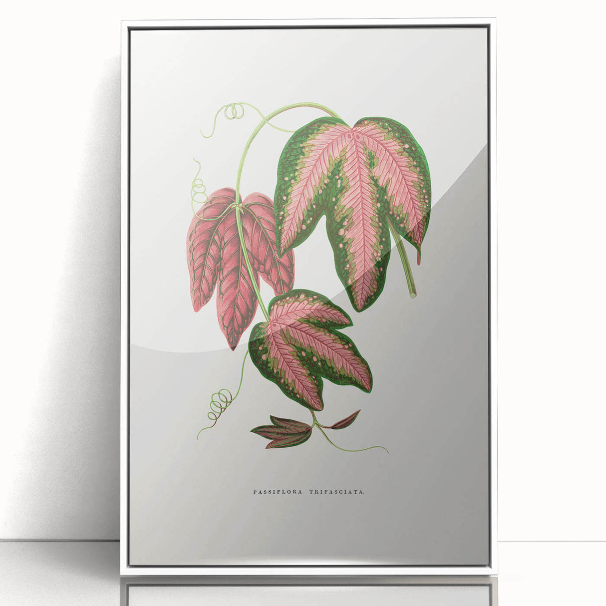 Romanticism Art - Passiflora Trifasciata Leaf Illustration