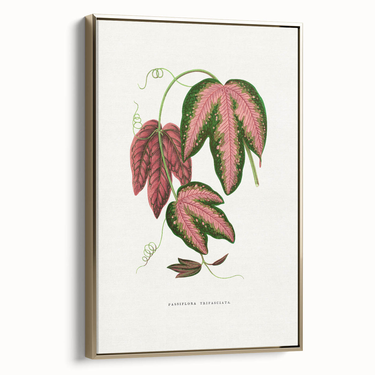 Romanticism Art - Passiflora Trifasciata Leaf Illustration