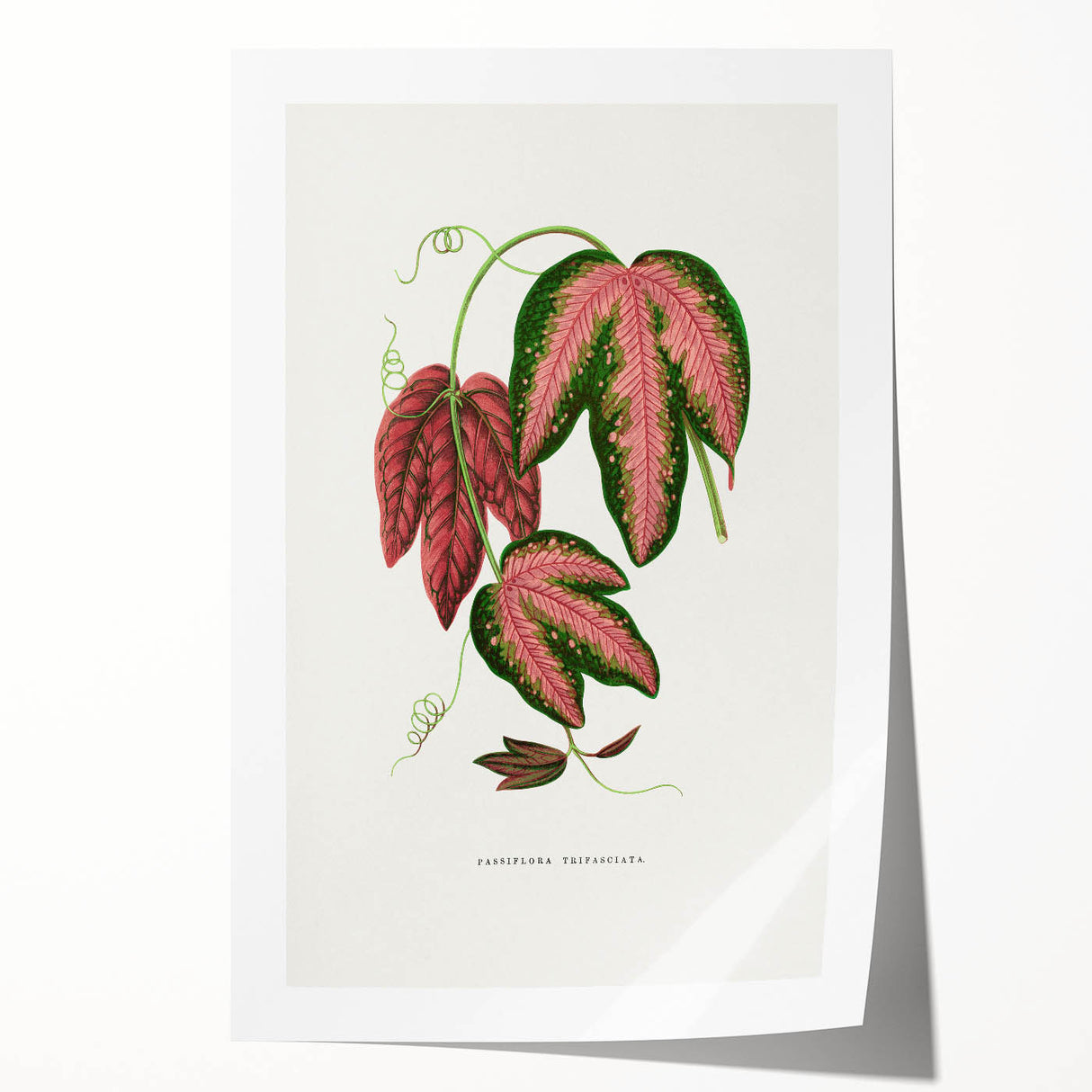 Romanticism Art - Passiflora Trifasciata Leaf Illustration