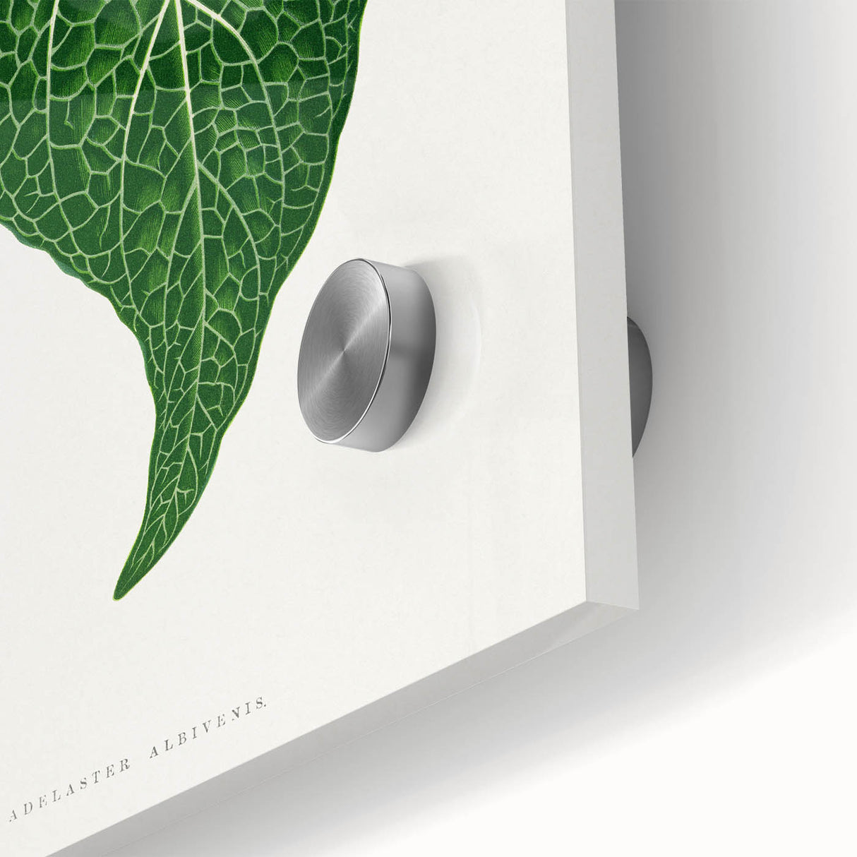 Romanticism Art: Green Adelaster Leaf - Historical Romantic Print