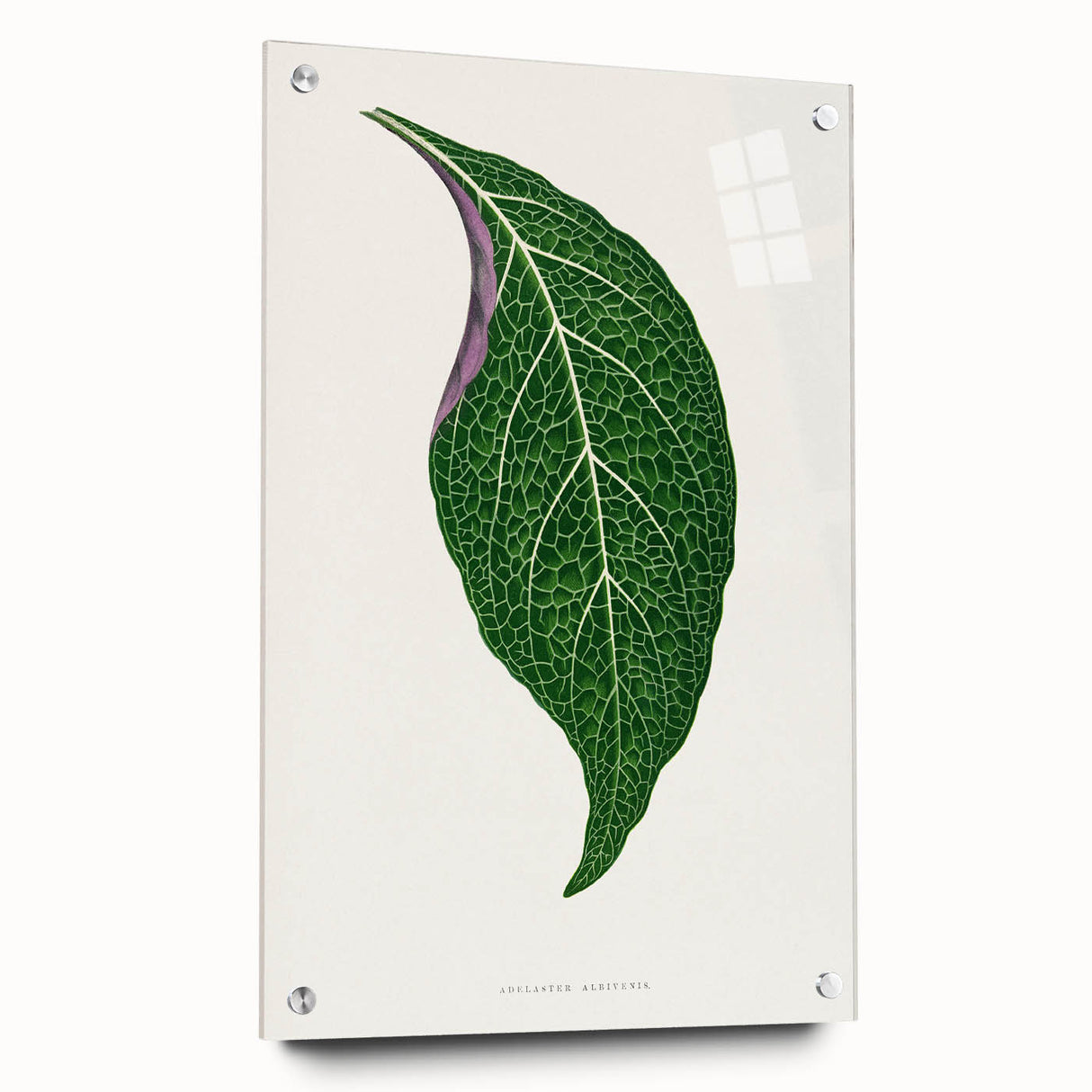 Romanticism Art: Green Adelaster Leaf - Historical Romantic Print