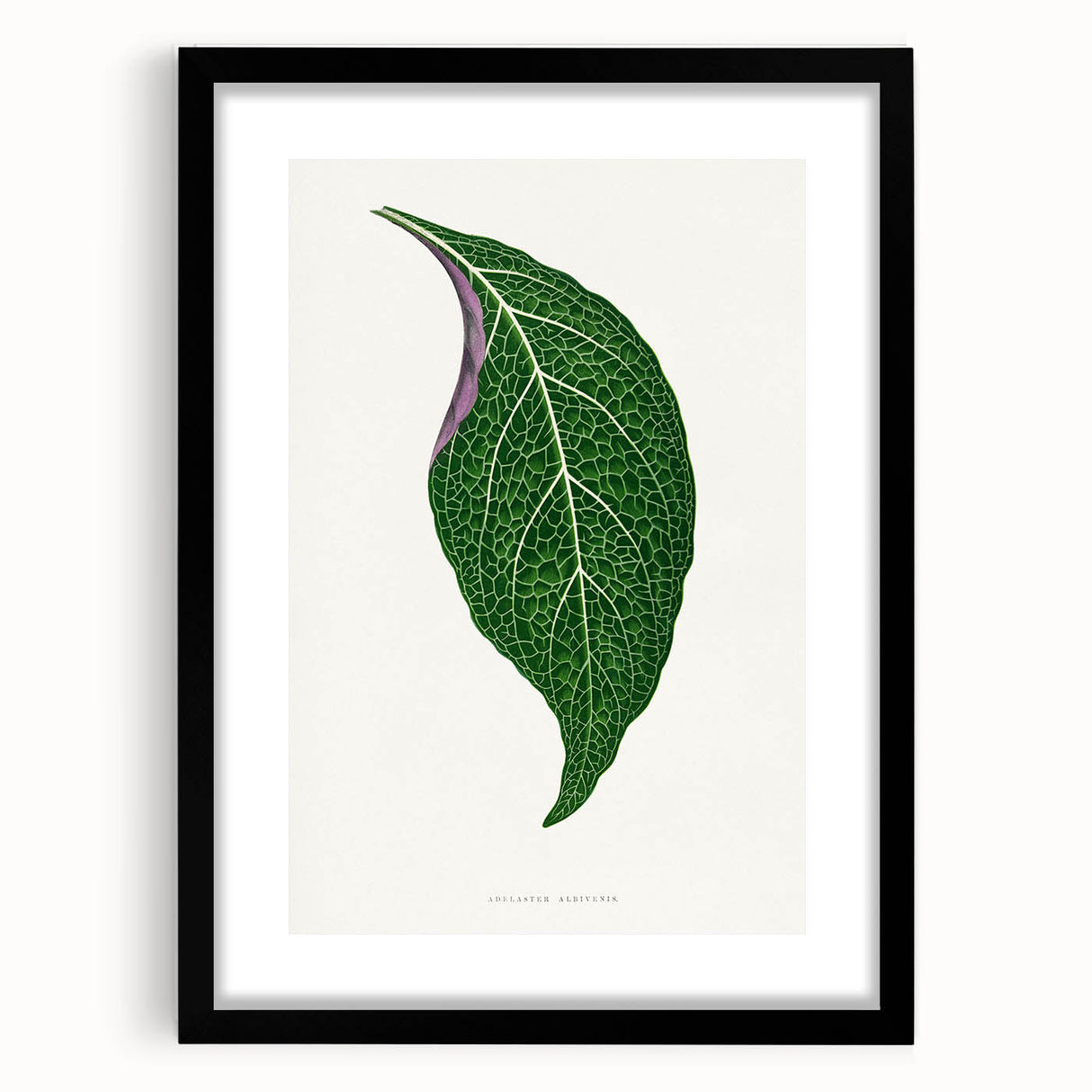 Romanticism Art: Green Adelaster Leaf - Historical Romantic Print