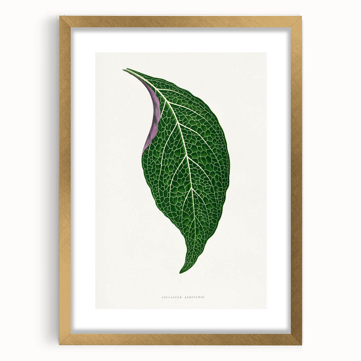 Romanticism Art: Green Adelaster Leaf - Historical Romantic Print