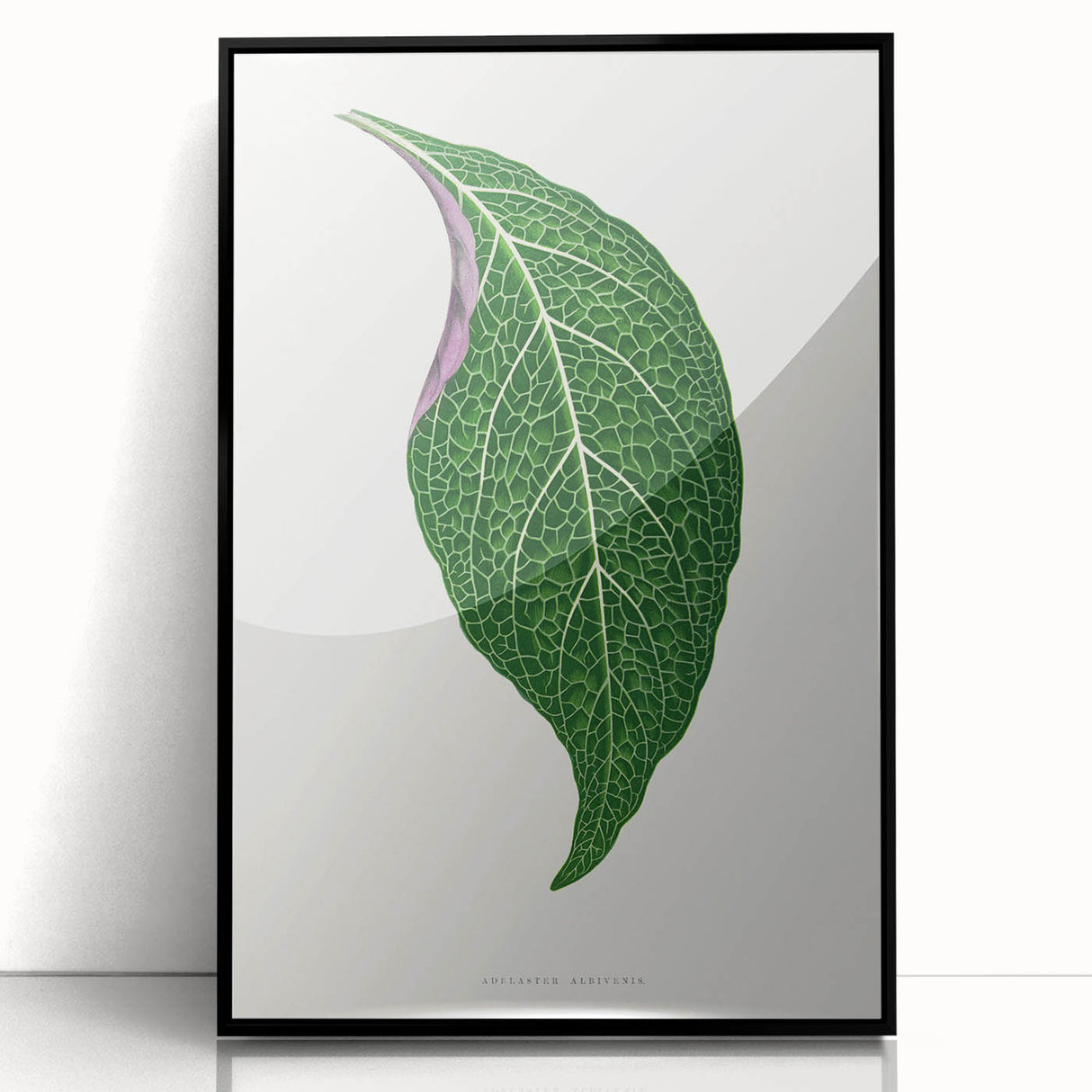 Romanticism Art: Green Adelaster Leaf - Historical Romantic Print