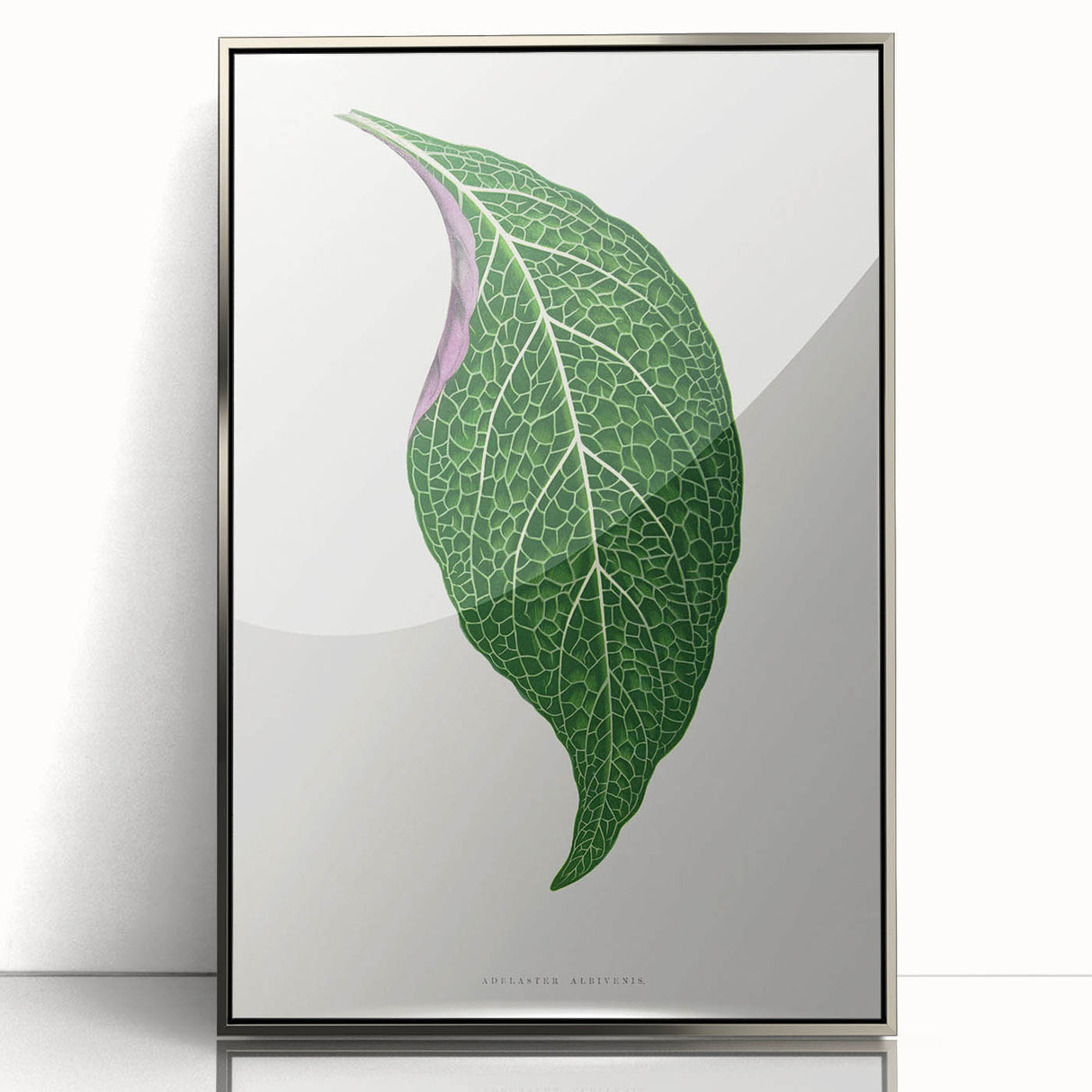 Romanticism Art: Green Adelaster Leaf - Historical Romantic Print