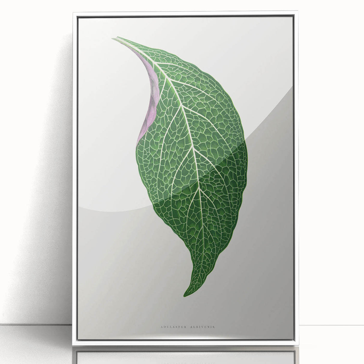 Romanticism Art: Green Adelaster Leaf - Historical Romantic Print