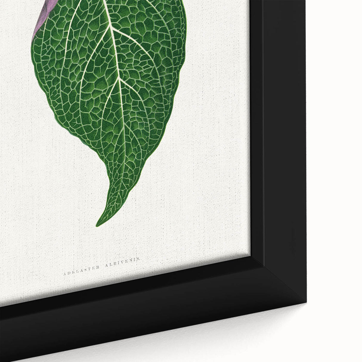 Romanticism Art: Green Adelaster Leaf - Historical Romantic Print