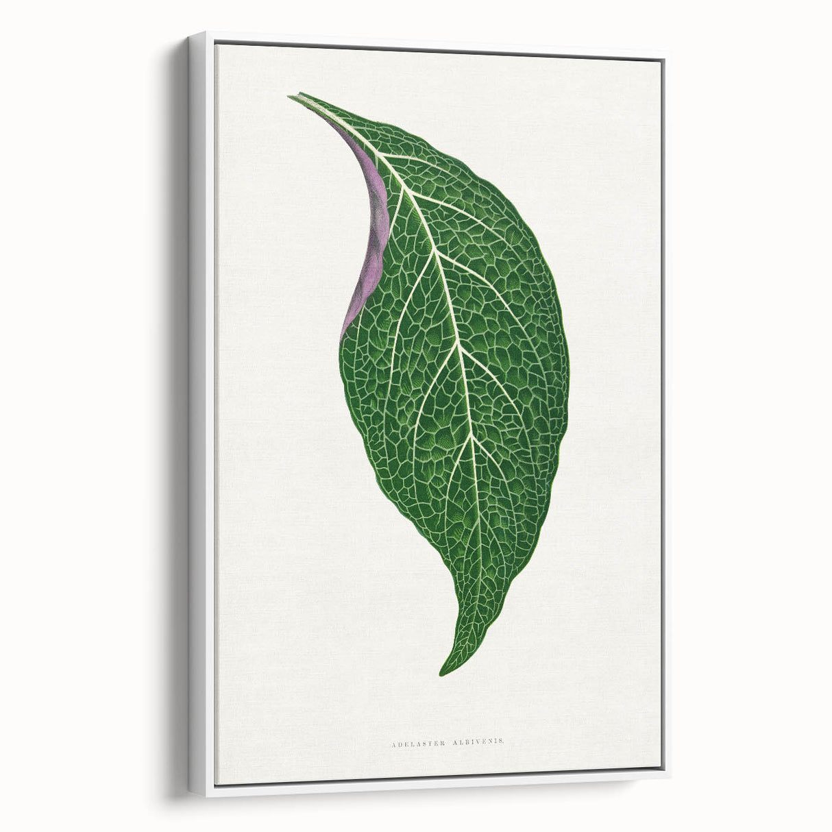 Romanticism Art: Green Adelaster Leaf - Historical Romantic Print
