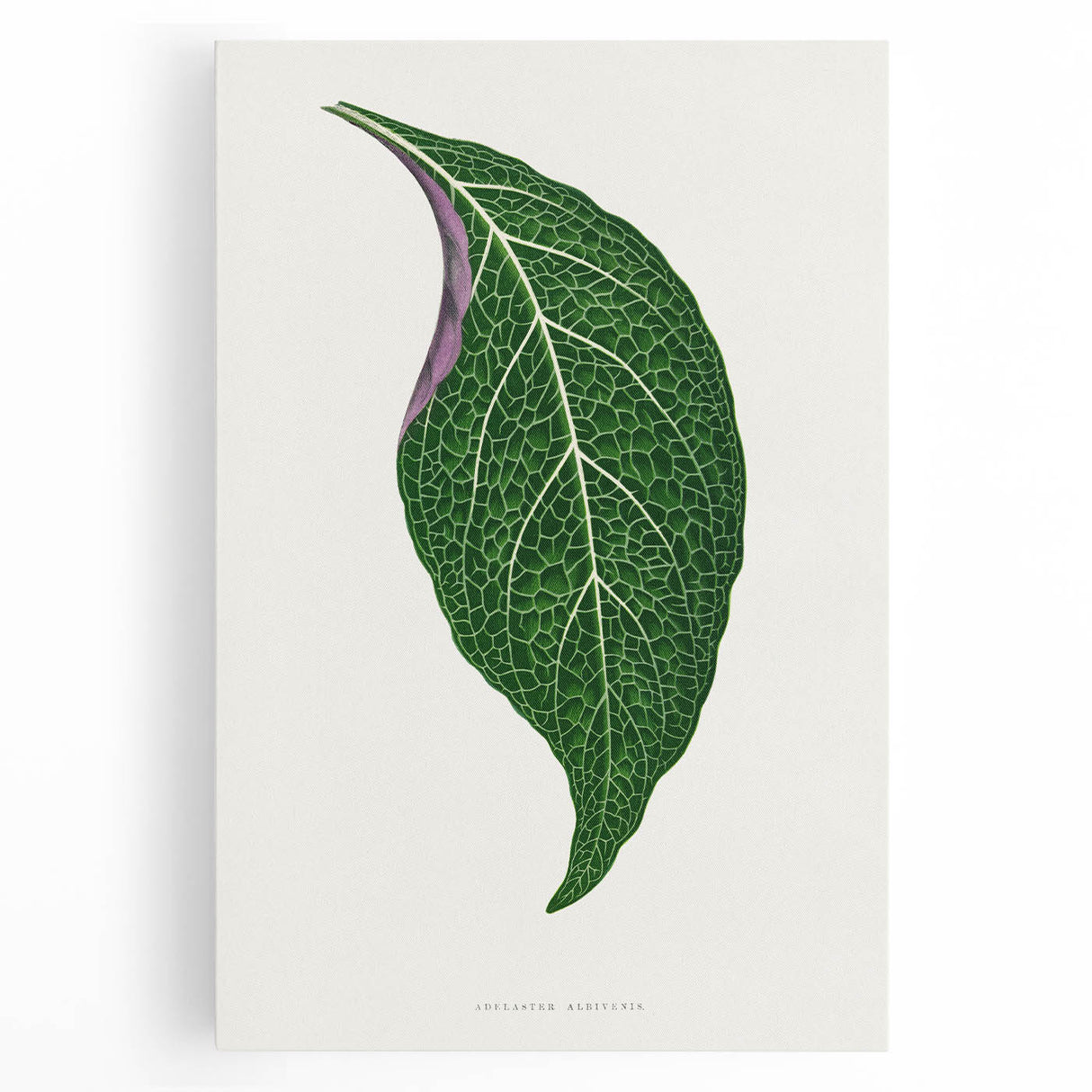 Romanticism Art: Green Adelaster Leaf - Historical Romantic Print