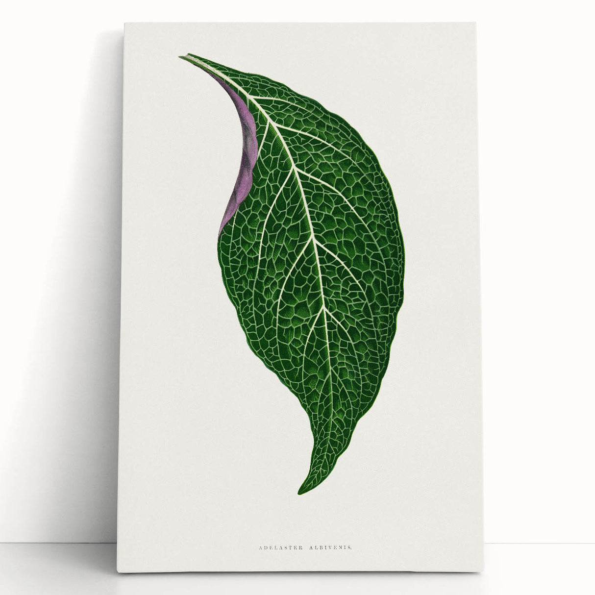 Romanticism Art: Green Adelaster Leaf - Historical Romantic Print