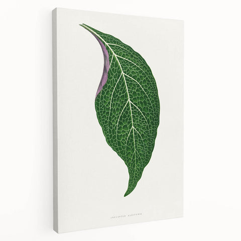 Romanticism Art: Green Adelaster Leaf - Historical Romantic Print