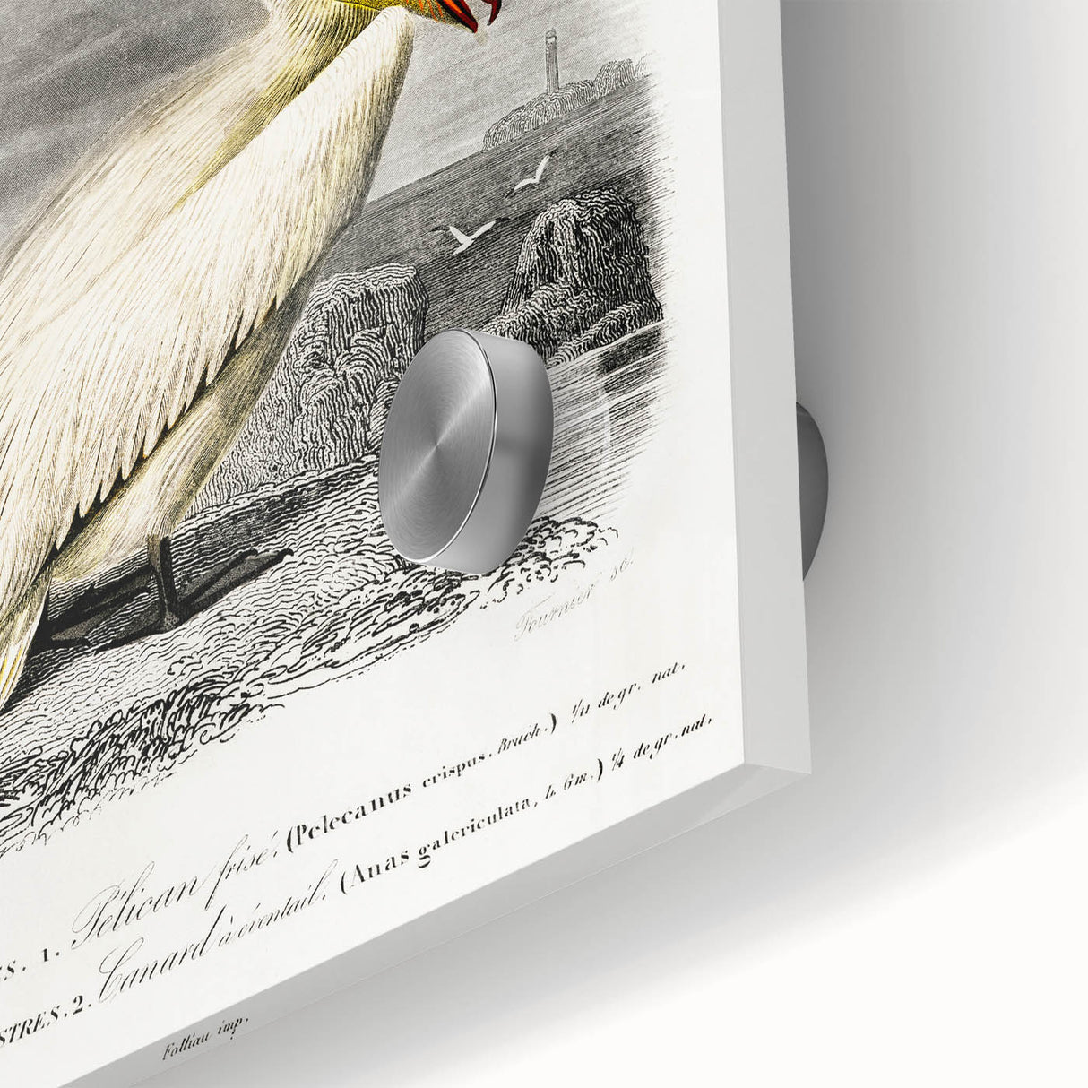 Romanticism Art: Ornithological Study - Classic Bird Illustration