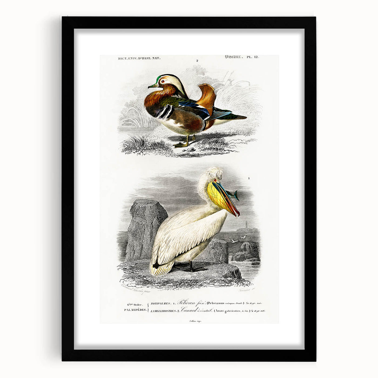 Romanticism Art: Ornithological Study - Classic Bird Illustration