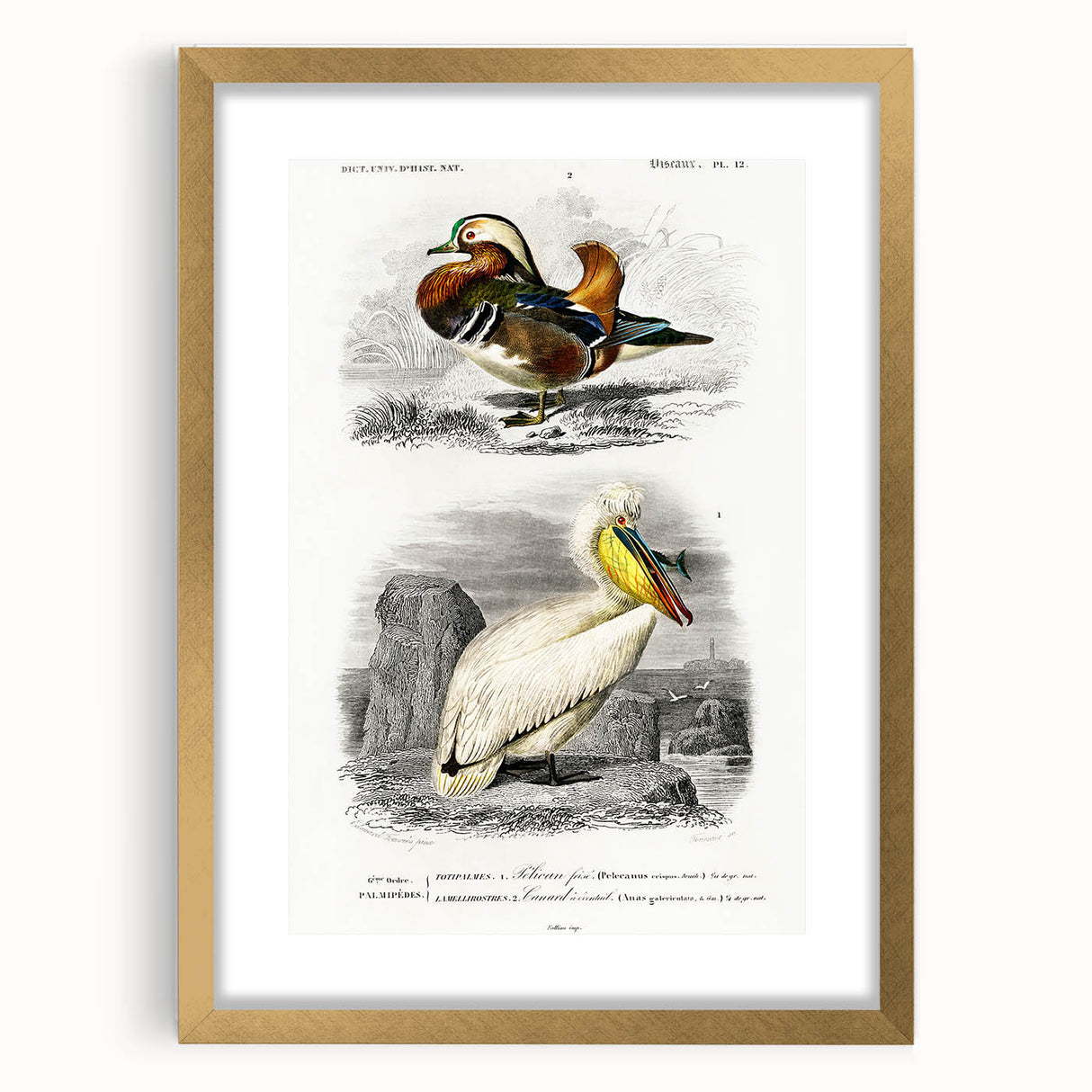 Romanticism Art: Ornithological Study - Classic Bird Illustration