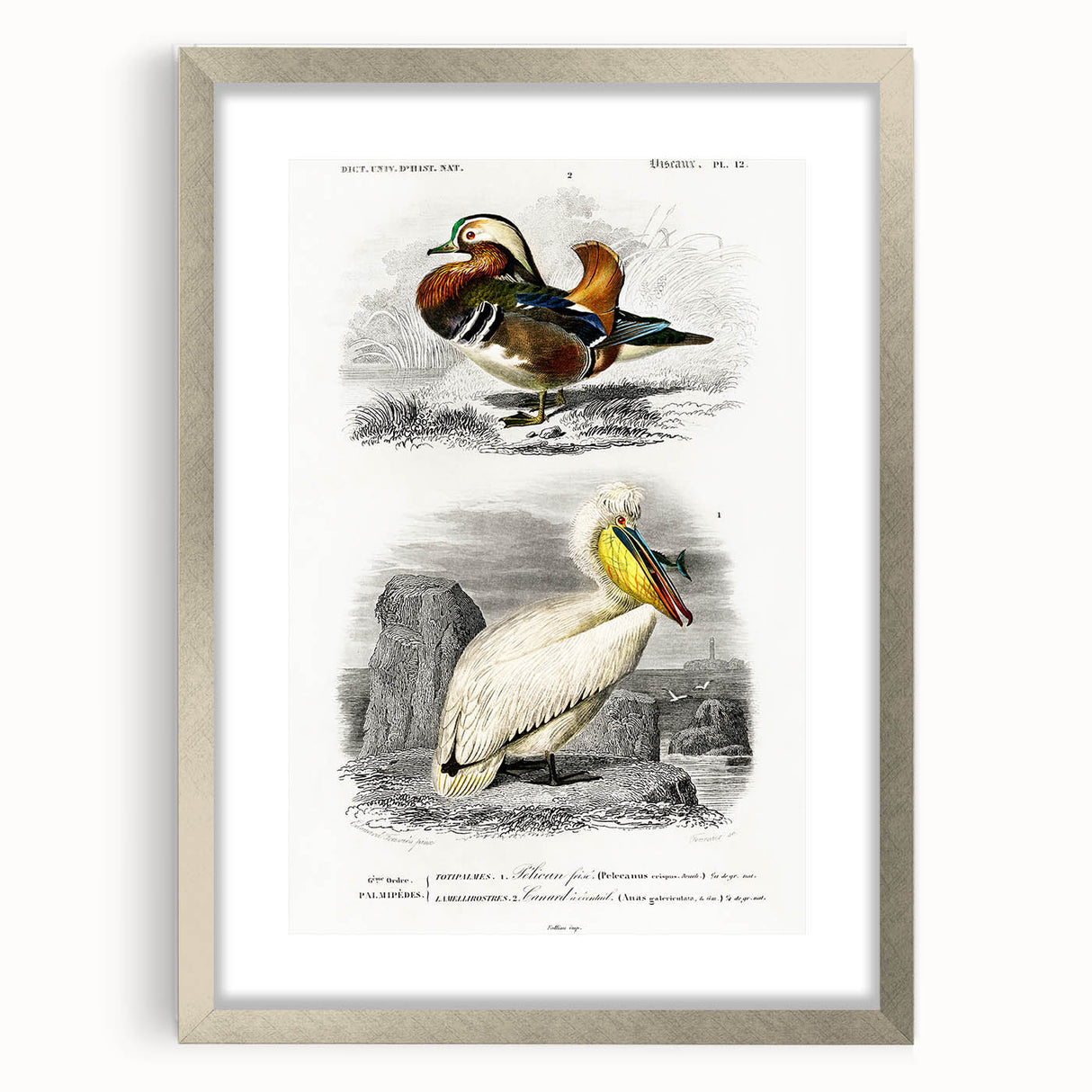 Romanticism Art: Ornithological Study - Classic Bird Illustration