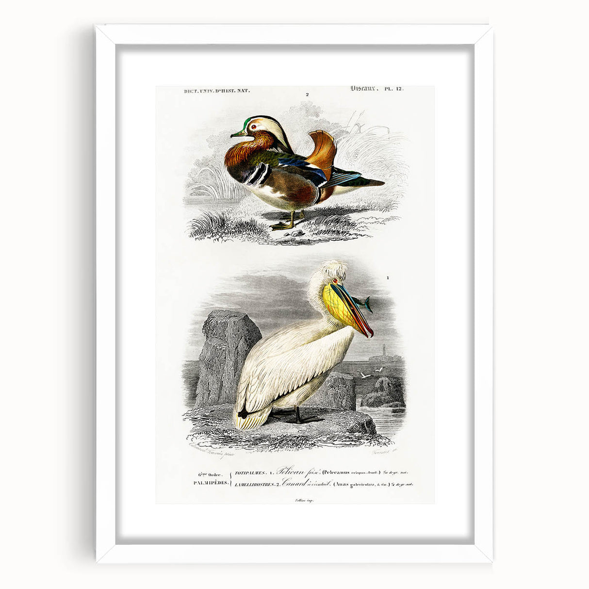Romanticism Art: Ornithological Study - Classic Bird Illustration