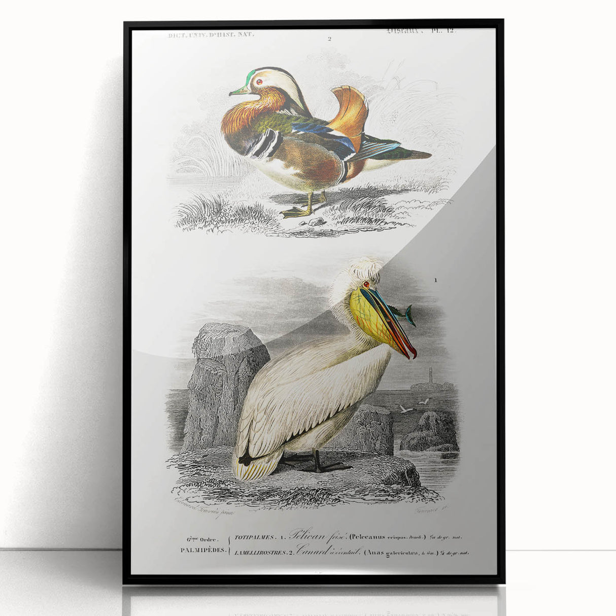 Romanticism Art: Ornithological Study - Classic Bird Illustration