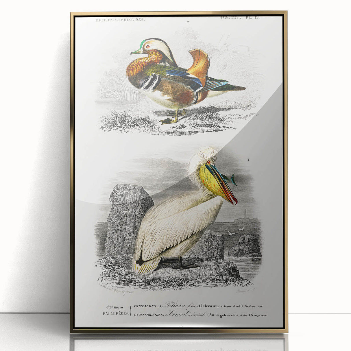 Romanticism Art: Ornithological Study - Classic Bird Illustration