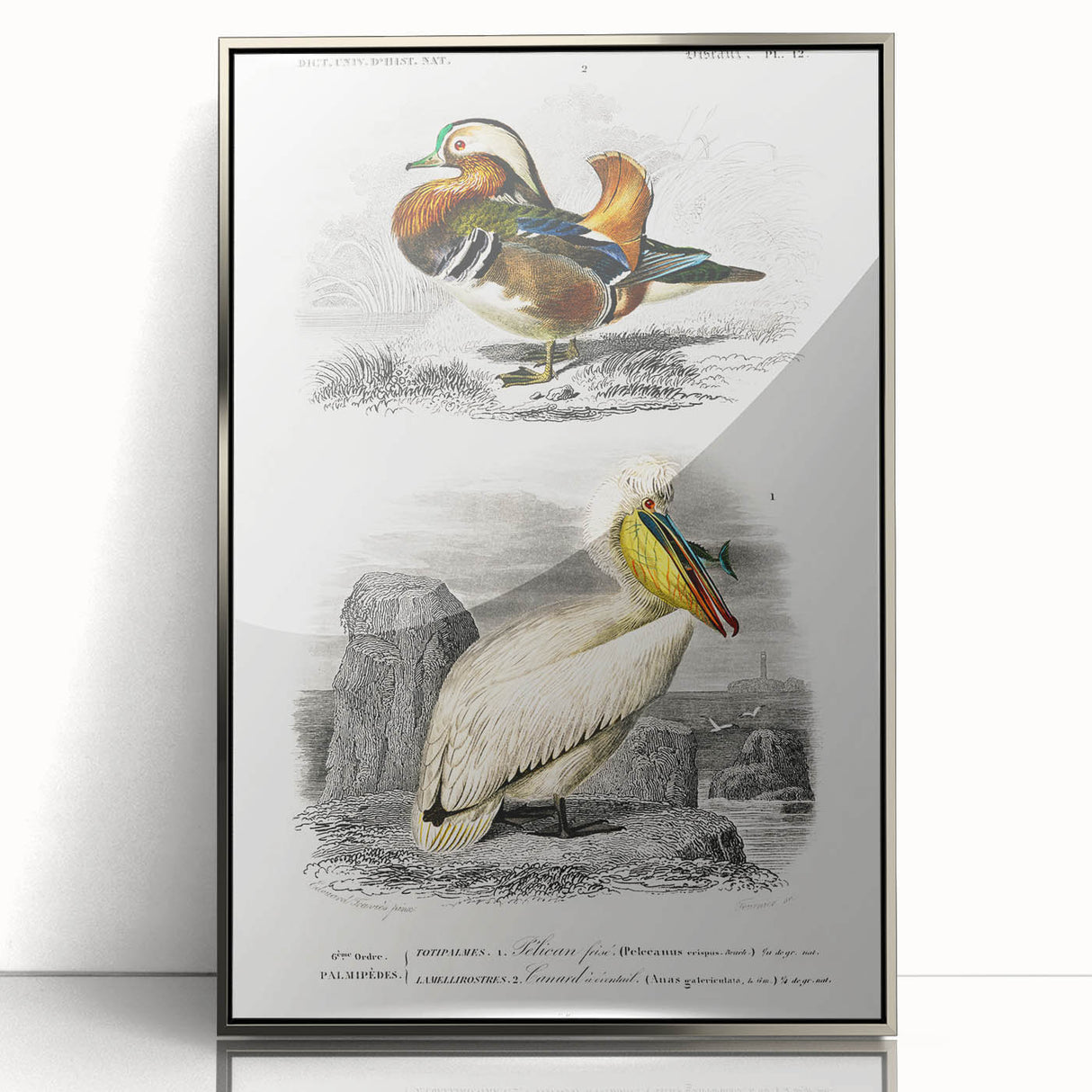 Romanticism Art: Ornithological Study - Classic Bird Illustration