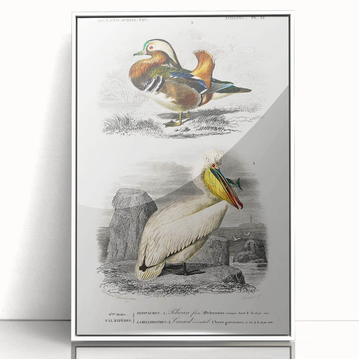 Romanticism Art: Ornithological Study - Classic Bird Illustration